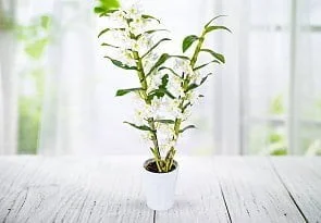 orchids