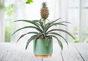 plants