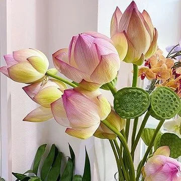 special